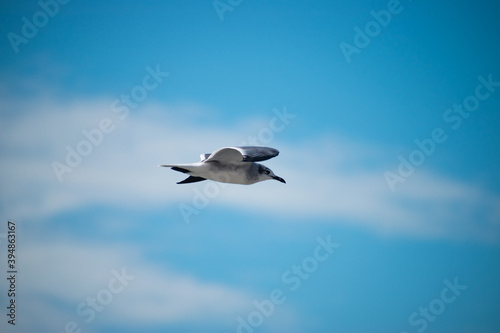 Another sea bird soaring through the sky