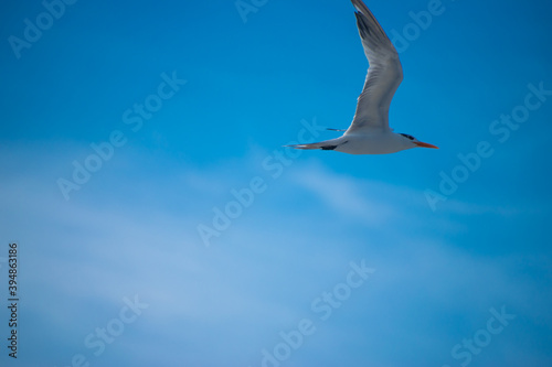Royal Tern Bird flying through blue skies
