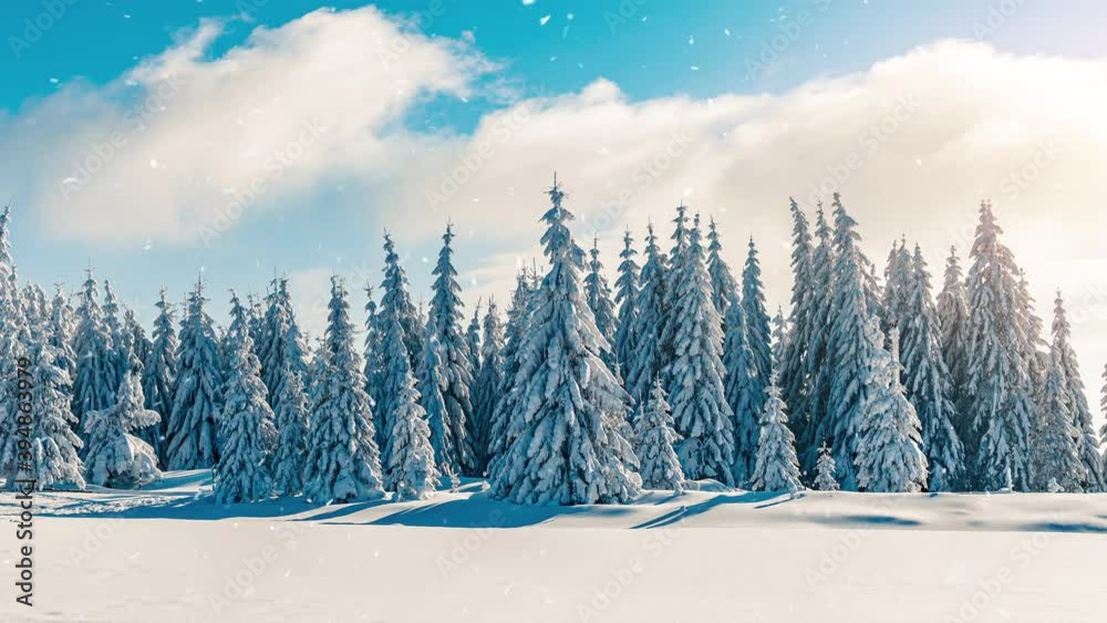 Falling snowflakes in frozen mountains landscape with fir trees. Christmas background with tall spruce trees covered with snow in forest. Snowing winter footage, 4K video, slow motion