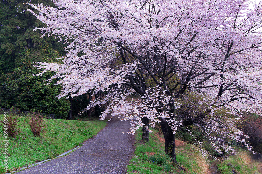 Fototapeta premium The heyday of Japanese cherry blossoms 