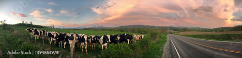 Cows alongside country road in Vermont. © Steve