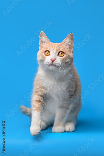 red white cat on a blue background