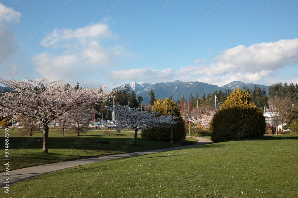 View of Vancouver Stanley Park with colorful cherry blossom and snow mountain under blue sky  during Springtime at entry of Stanley Park in Vancouver,  British Columbia,  Canada.