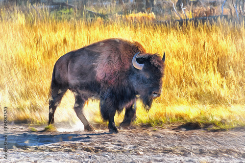 Close up view of american bison colorful painting looks like picture, Yellowstone National Park, USA.
