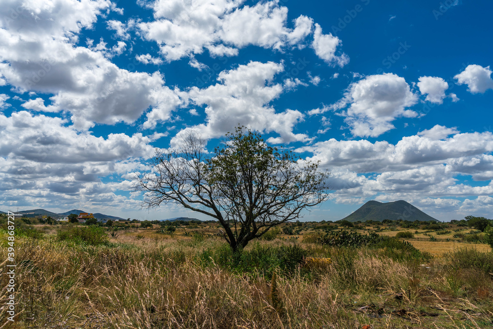 Tree in the desert landscape with blue cloudy sky Tree in the desert landscape with blue cloudy sky