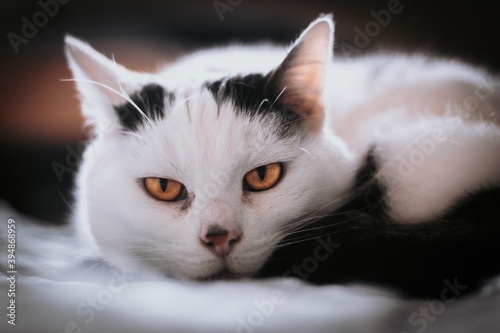 black and white cat © Rachel