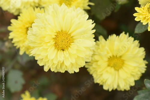 Yellow colored marigold flowers with green leaves in a garden