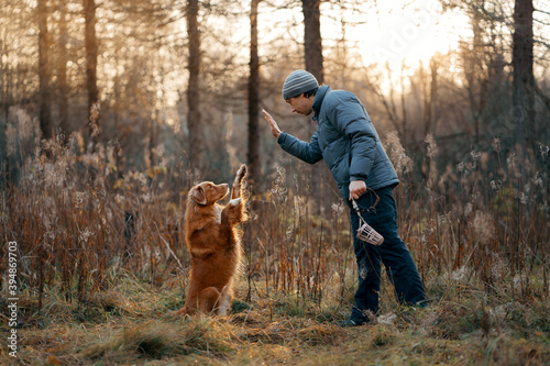 dog gives a paw to a man. walk with pet in autumn forest. Nova Scotia Duck Tolling Retriever and owner
