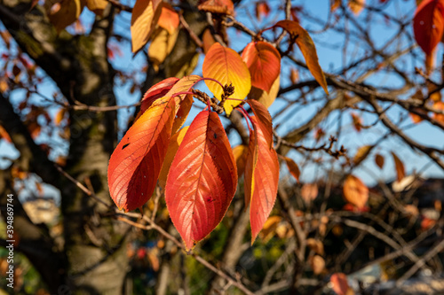 秋　真っ赤に色づくサクラの葉