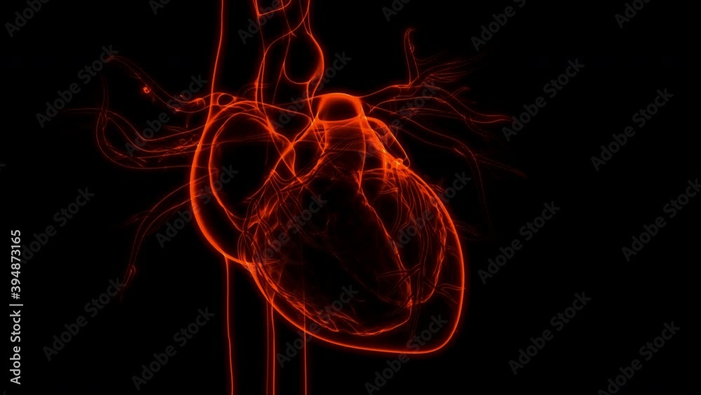Human Circulatory System heart Beat Anatomy Animation Concept