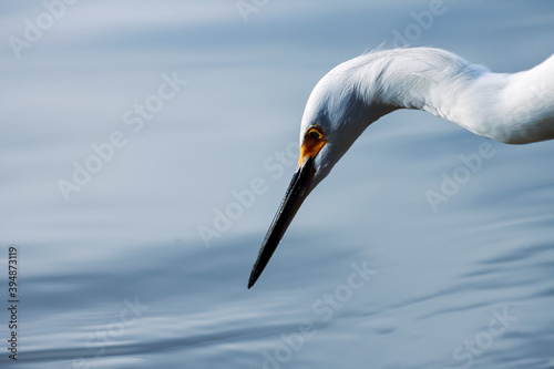 Fotografi Head of a snowy heron ready to fish