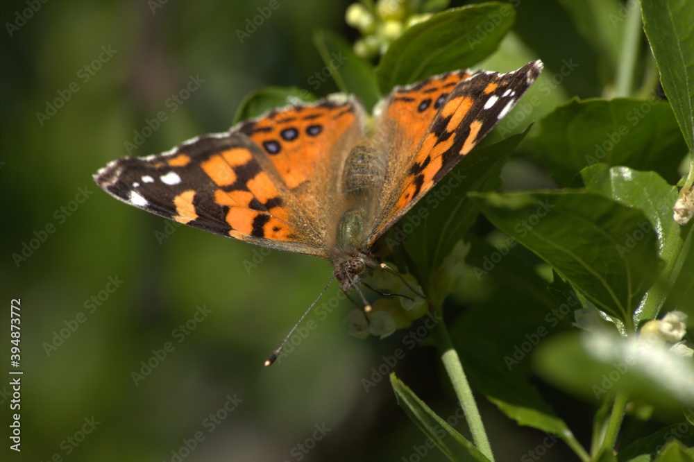 Striking and colorful butterfly pollinating hill flowers, with details of lights and color contrasts Striking and colorful butterfly pollinating hill flowers, with details of lights and color contrasts