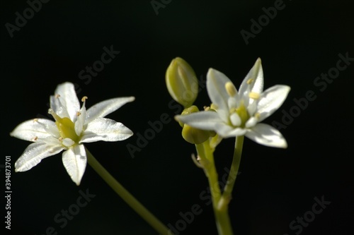  macro of white flowers with morning sun and details of lights
