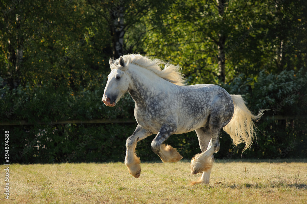Persheron heavy draft horse galloping on a summer meadow Persheron heavy draft horse galloping on a summer meadow