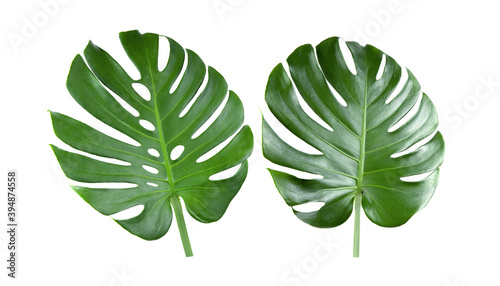 tropical jungle Monstera leaves on white background