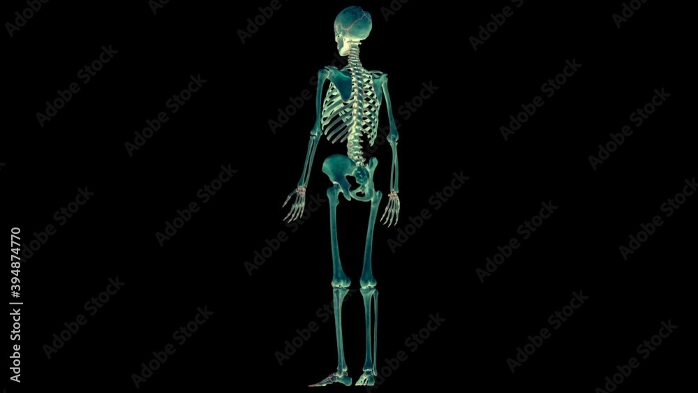 Human Skeleton System Bone Joints Anatomy Animation Concept vídeo do ...