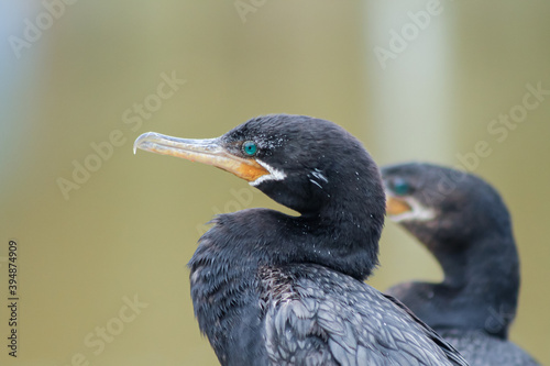 Bigua, Neotropical cormorant or Phalacocorax brasilianus perched on a branch before returning to the water to fish. photo