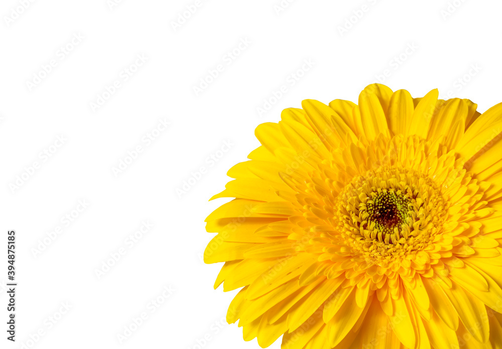 Gerbera jaune en coin de page