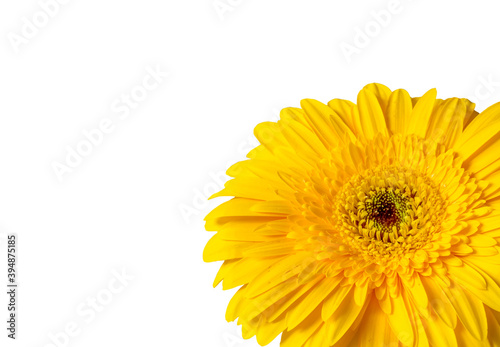 Gerbera jaune en coin de page