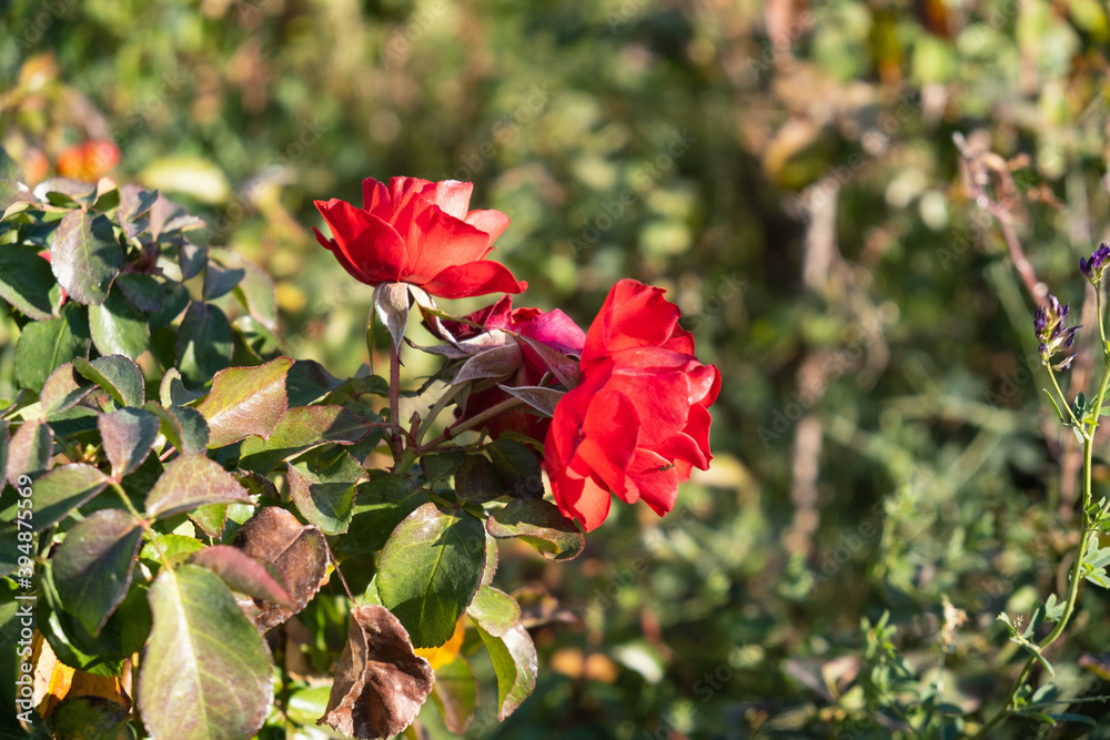 Red flower in the garden