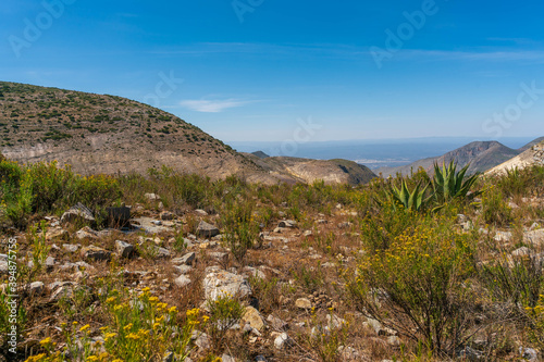 Landscape of the nature of desert full of life
