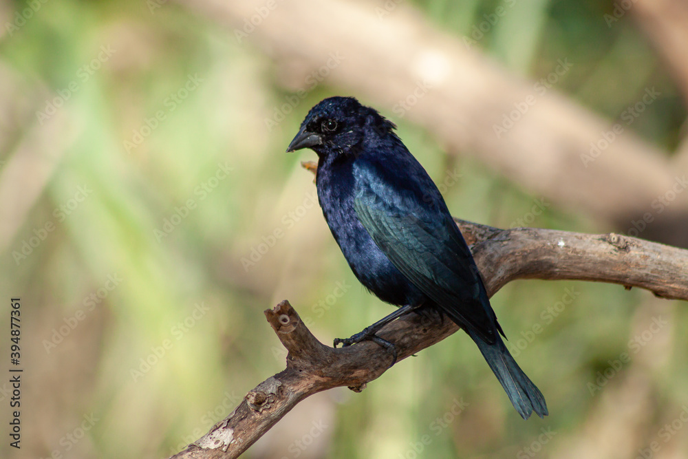 Shiny male cowbird, Molothus sp., on a branch. Typical bird of the urban and peri-urban environments of Argentina.