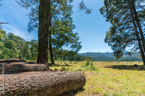 Wood prepared by lumberjack in the forest