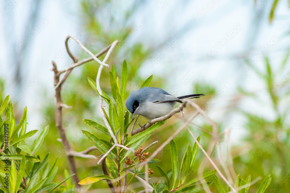 Obraz premium Beautiful male masked gnatcatcher perched on a branch after foraging for insects for food. Buenos Aires, Argentina.