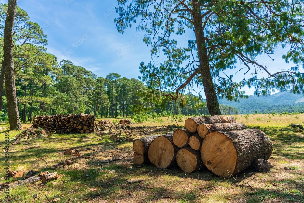 Wood prepared by lumberjack in the forest Wood prepared by lumberjack in the forest
