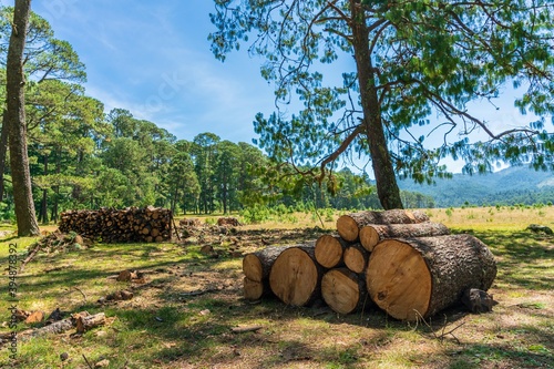 Wood prepared by lumberjack in the forest