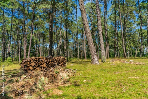 Wood prepared by lumberjack in the forest