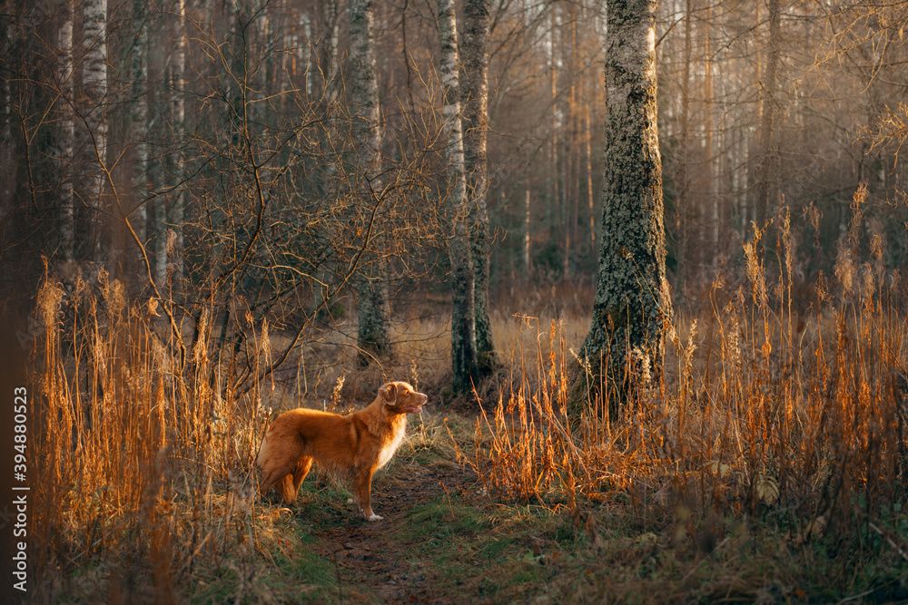 Naklejka premium dog in the autumn forest. Nova Scotia Duck Tolling Retriever for a walk on nature at fall in the yellow grass