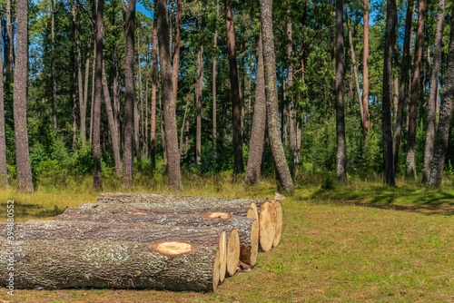 Wood prepared by lumberjack in the forest