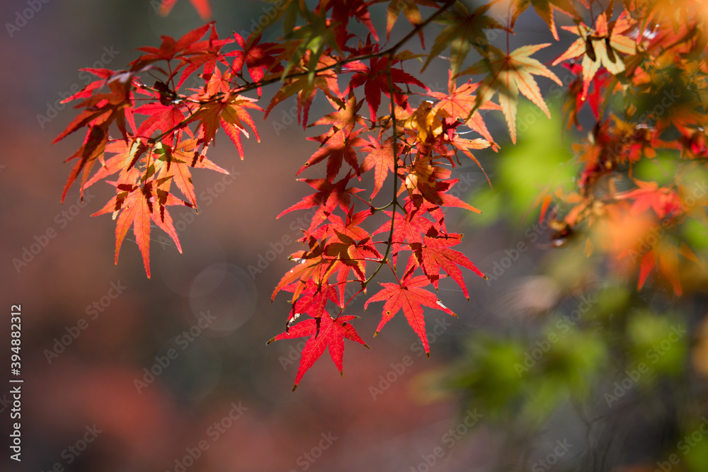Autumn leaves Autumn leaves