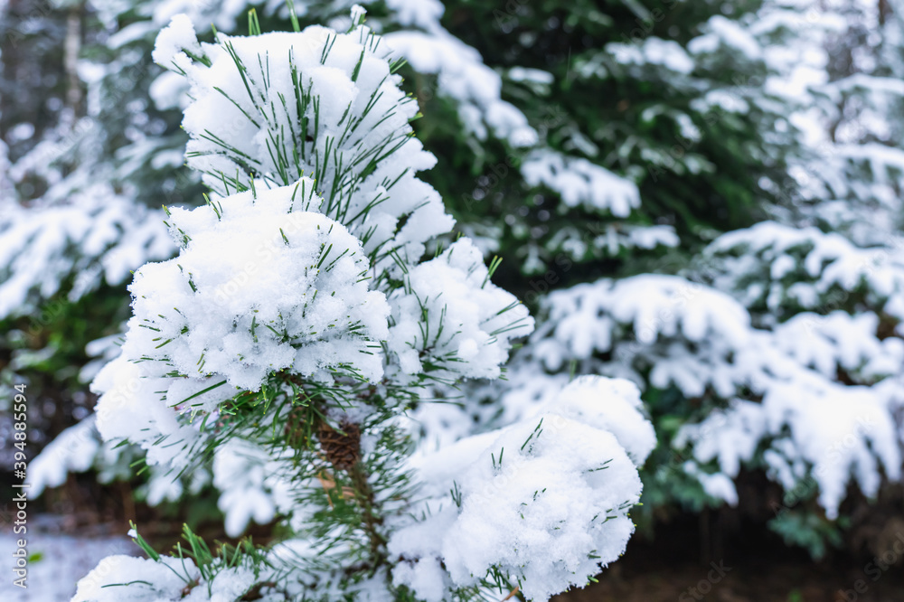 Pine branches wrapped in snow on the background of a winter forest
