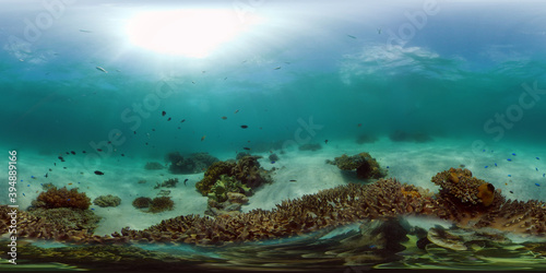 Tropical Fishes on Coral Reef  underwater scene. Philippines. 360 panorama VR