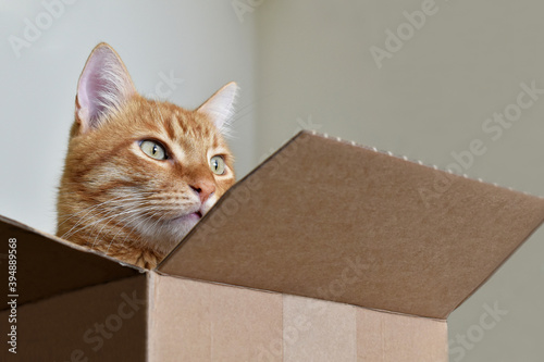 Ginger cat sitting in a brown cardboard box.
