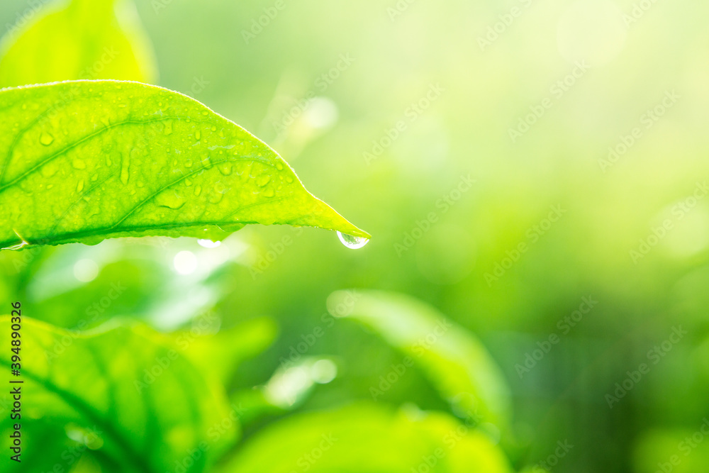 Close up of Water drop on leaves texture background with sun light Close up of Water drop on leaves texture background with sun light