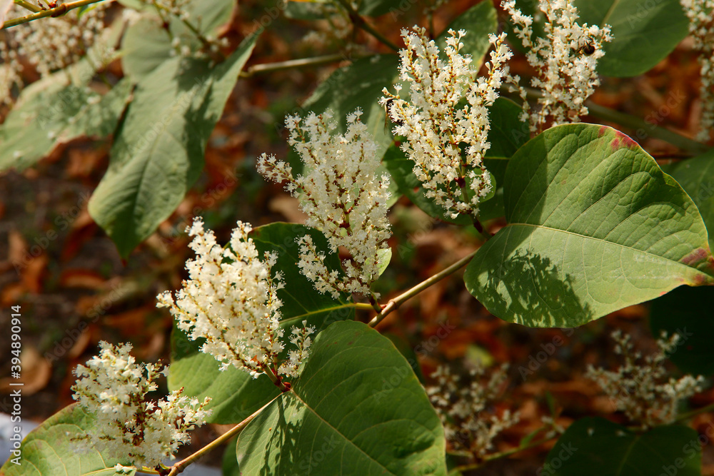 Vegetable background. The sun's rays fall on the white inflorescences of Polygonum. Green branch of a plant with small panicles close-up. Vegetable background. The sun's rays fall on the white inflorescences of Polygonum. Green branch of a plant with small panicles close-up.