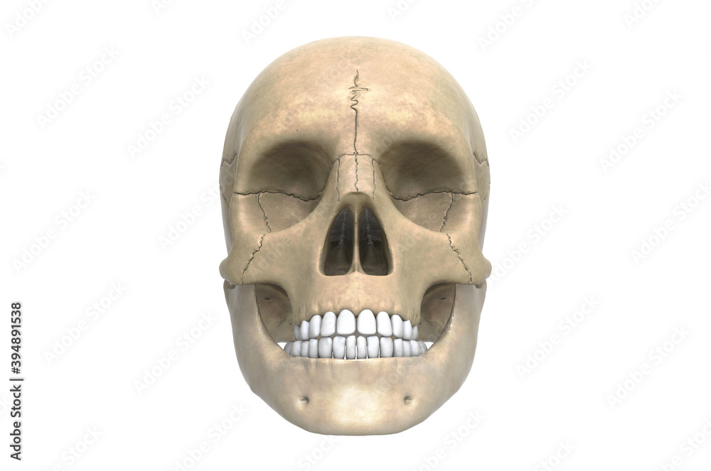 3d illustration Human Skull
3d illustration Human Skull