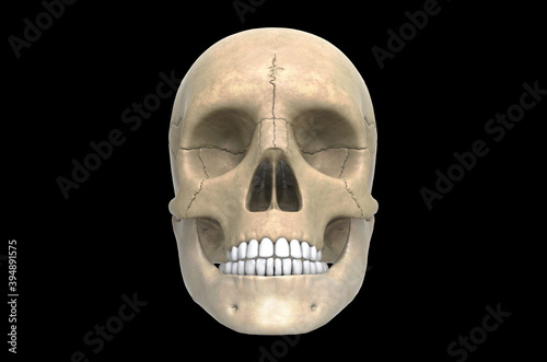 3d illustration Human Skull
