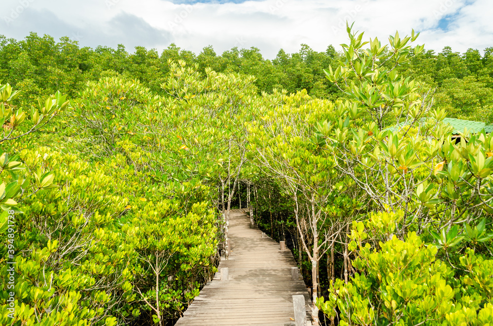 beautiful golden mangrove or ceriops decandra forest in Thailand