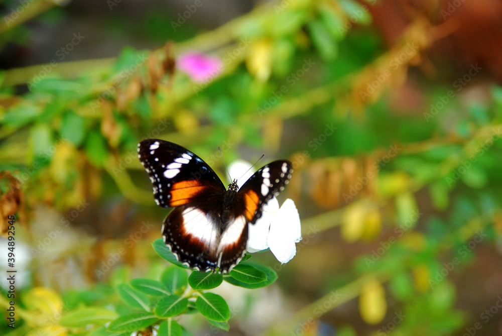 beautiful butterflies perch on flowers that are in bloom beautiful butterflies perch on flowers that are in bloom