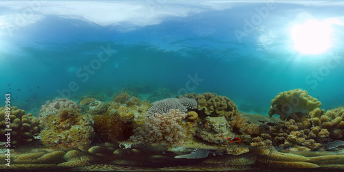 Fototapeta Naklejka Na Ścianę i Meble -  Tropical fishes and coral reef at diving. Beautiful underwater world with corals and fish. 360 panorama VR