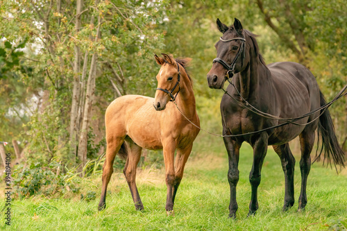 A mare with a foal standing on a forest path surrounded by autumn colors © Dasya - Dasya