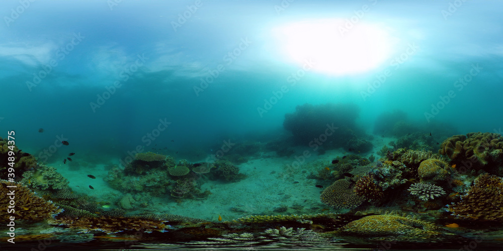 Fototapeta premium Tropical fishes and coral reef at diving. Beautiful underwater world with corals and fish. Philippines. 360 panorama VR