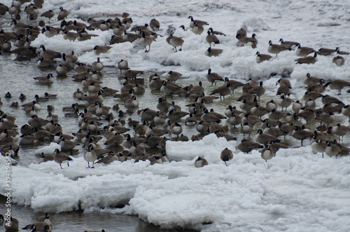 Canadian Geese resting on the Ice