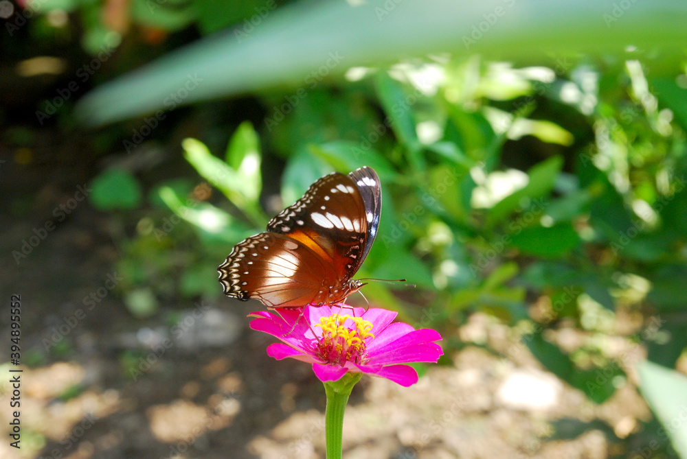 Obraz premium beautiful butterflies perch on flowers that are in bloom