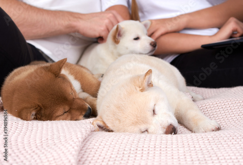 Three Shiba inu puppies sleep in their owners ' arms on a bed © Светлана Акифьева