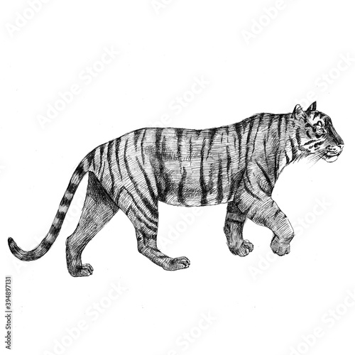 Photography Beautiful stock pencil illustration with tiger animal.